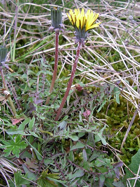 Taraxacum tortilobum \ Gedrehtlappiger Lwenzahn / Twisted-Lobed Dandelion, D Karlsruhe 19.4.2008