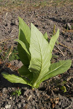 Nicotiana tabacum \ Virginischer Tabak / Virginian Tobacco, D Wörth-Büchelberg 3.10.2009