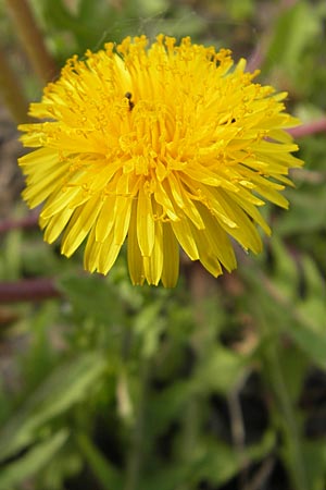 Taraxacum floccosum ? \ Lilahlliger Lwenzahn / Floccose Dandelion, D Gau-Bickelheim 29.4.2010