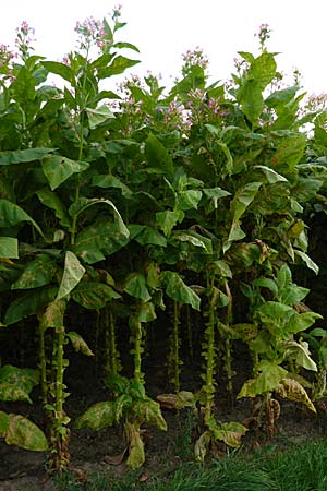 Nicotiana tabacum / Virginian Tobacco, D Leutershausen 19.9.2008