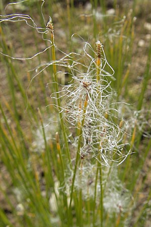 Trichophorum alpinum \ Alpen-Haarsimse / Cotton Deer Grass, D Botan. Gar.  Universit.  Tübingen 3.7.2011