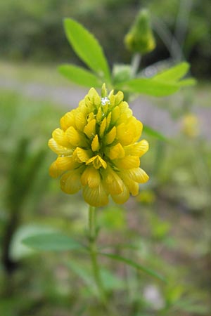 Trifolium aureum \ Gold-Klee / Golden Clover, D Eberbach 17.7.2012