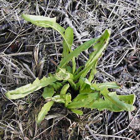 Taraxacum alatum \ Geflgelter Lwenzahn / Green Dandelion, D Bad Kreuznach 29.4.2013