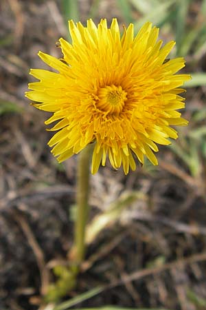 Taraxacum alatum \ Geflgelter Lwenzahn / Green Dandelion, D Bad Kreuznach 29.4.2013