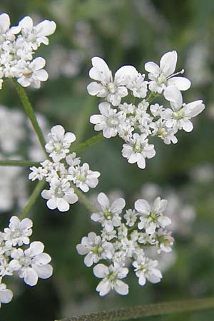 Torilis arvensis \ Acker-Klettenkerbel, D Bruchsal 5.7.2013