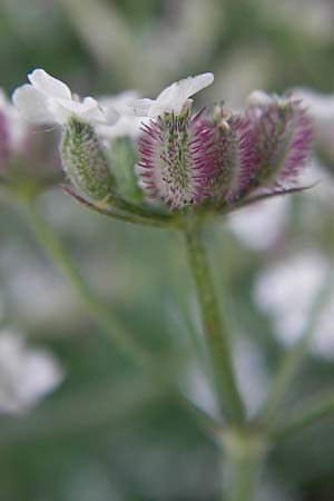 Torilis arvensis \ Acker-Klettenkerbel, D Bruchsal 5.7.2013