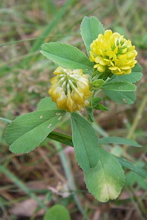 Trifolium aureum / Golden Clover, D Heidelberg 24.7.2013