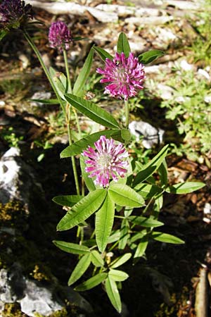 Trifolium alpestre \ Hgel-Klee, D Weltenburg 14.6.2014