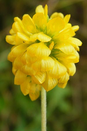 Trifolium aureum \ Gold-Klee / Golden Clover, D Gladenbach 5.7.2014