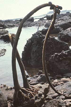Laminaria hyperborea \ Palmen-Tang / Cuvie, D Helgoland 3.6.1980