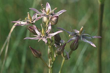 Swertia perennis \ Sumpf-Enzian, Tarant / Marsh Felwort, D Kempten 8.8.1990