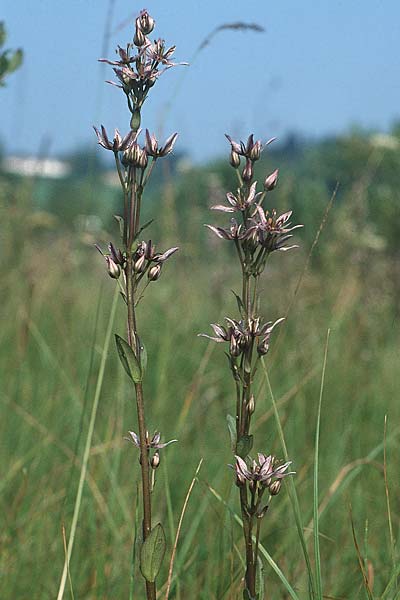 Swertia perennis \ Sumpf-Enzian, Tarant / Marsh Felwort, D Kempten 8.8.1990