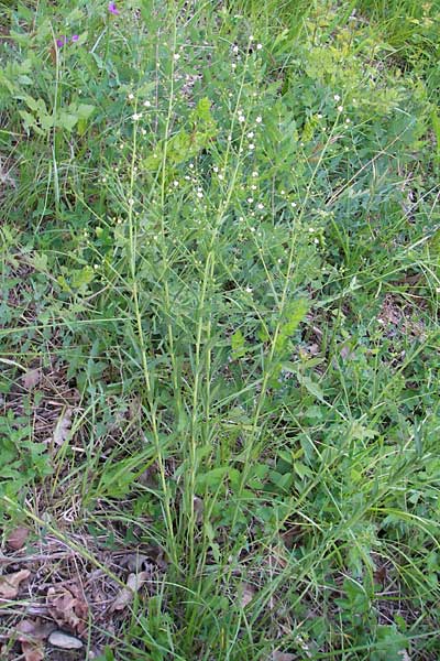 Thesium bavarum \ Bayerischer Bergflachs, Bayerisches Leinblatt / Bavarian Bastard Toadflax, D Mosbach 12.5.2012