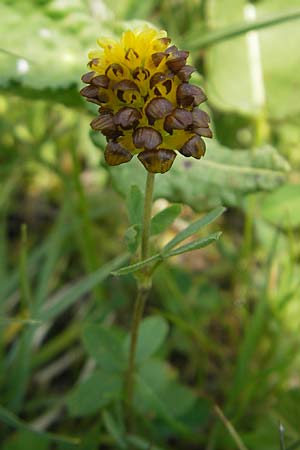 Trifolium spadiceum / Large Brown Clover, D Rhön, Wasserkuppe 30.5.2012