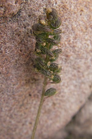 Medicago lupulina / Black Medick, D Mannheim 6.5.2009