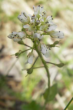 Thlaspi calaminare \ Galmei-Hellerkraut, Galmei-Tschelkraut / Calaminarian Penny-Cress, D Stolberg 30.4.2012