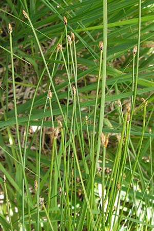 Trichophorum cespitosum subsp. cespitosum \ Gewhnliche Rasenbinse / Deer Grass, D Schwarzwald/Black-Forest, Kaltenbronn 7.7.2012