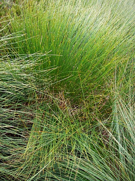 Trichophorum cespitosum subsp. germanicum \ Deutsche Rasenbinse / Deer Grass, D Schwarzwald/Black-Forest, Hornisgrinde 30.7.2013