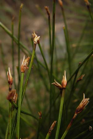 Trichophorum cespitosum subsp. germanicum \ Deutsche Rasenbinse / Deer Grass, D Schwarzwald/Black-Forest, Hornisgrinde 31.7.2013