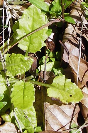 Tephroseris crispa \ Krauses Aschenkraut, Bach-Greiskraut / Frizzly Groundsel, D Zwiesel 9.6.2014