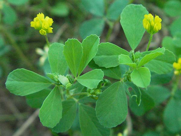 Trifolium dubium / Lesser Hop Clover, D Schriesheim-Altenbach 23.6.2006