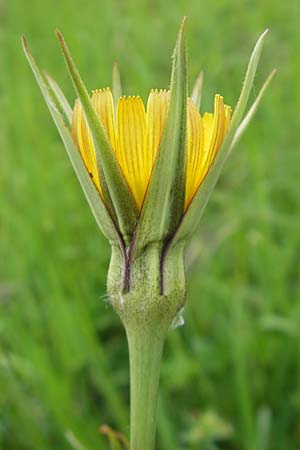 Tragopogon minor \ Kleiner Wiesen-Bocksbart, Kleinkpfiger Bocksbart / Minor Goat's-Beard, D Rüsselsheim 13.5.2010