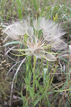 Tragopogon dubius / Goat's-Beard, D Mannheim 17.10.2013