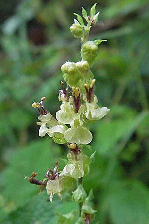 Teucrium scorodonia / Wood Sage, D Schriesheim-Altenbach 13.7.2006