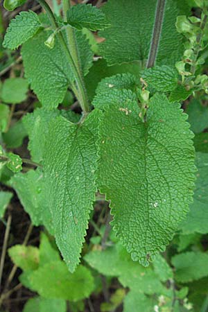 Teucrium scorodonia \ Salbei-Gamander / Wood Sage, D Schriesheim-Altenbach 13.7.2006