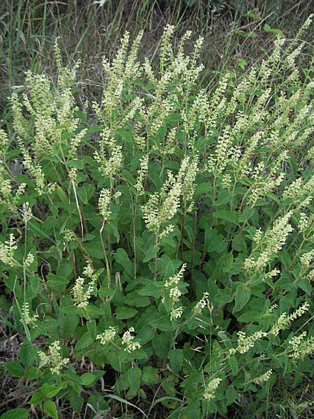 Teucrium scorodonia / Wood Sage, D Odenwald, Hilsenhain 13.7.2006