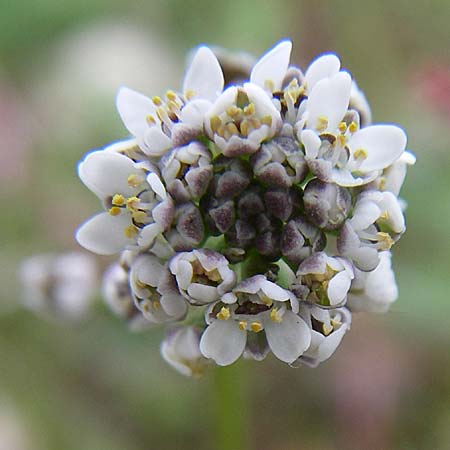 Teesdalia nudicaulis \ Kahler Bauernsenf / Shepherd's Cress, D Waghäusel 18.4.2008