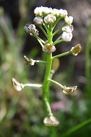 Teesdalia nudicaulis \ Kahler Bauernsenf / Shepherd's Cress, D Viernheim 25.4.2008