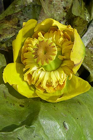 Nuphar lutea \ Teichrose, Groe Mummel, D Karlsruhe Fritschlach 26.7.2008