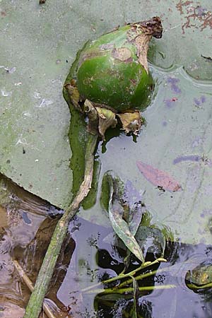 Nuphar lutea \ Teichrose, Groe Mummel, D Karlsruhe Fritschlach 26.7.2008