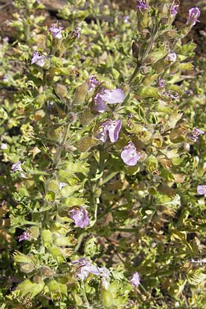 Teucrium botrys \ Trauben-Gamander, D Neuleiningen 1.8.2009