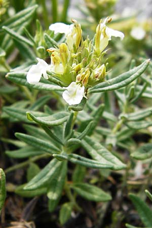 Teucrium montanum \ Berg-Gamander / Mountain Germander, D Weltenburg 14.6.2014