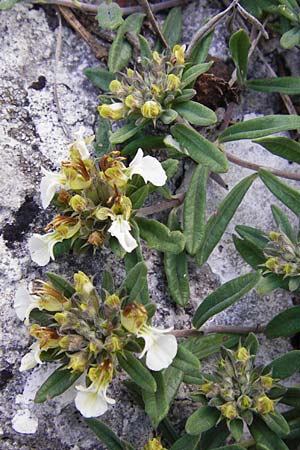 Teucrium montanum \ Berg-Gamander / Mountain Germander, D Weltenburg 14.6.2014