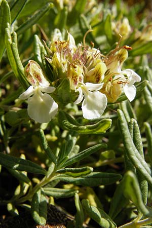 Teucrium montanum \ Berg-Gamander / Mountain Germander, D Weltenburg 14.6.2014