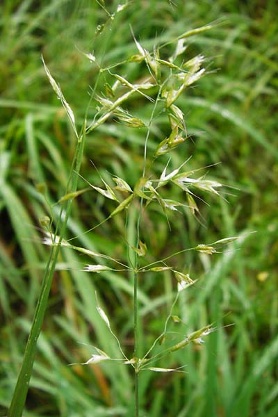 Trisetum flavescens \ Wiesen-Goldhafer / Golden Oat Grass, Yellow Oat Grass, D Odenwald, Brandau 30.7.2014