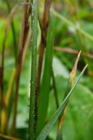 Trisetum flavescens \ Wiesen-Goldhafer, D Odenwald, Brandau 30.7.2014