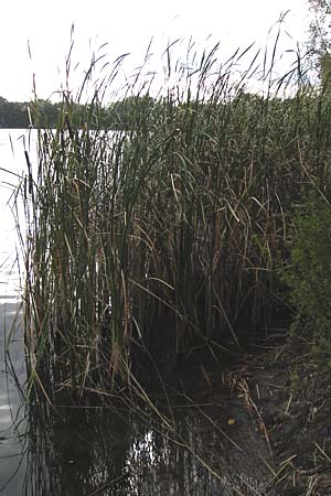 Typha glauca \ Hybrid-Rohrkolben, D Biebesheim 28.9.2012