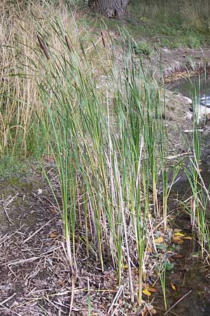 Typha glauca \ Hybrid-Rohrkolben, D Biebesheim 28.9.2012