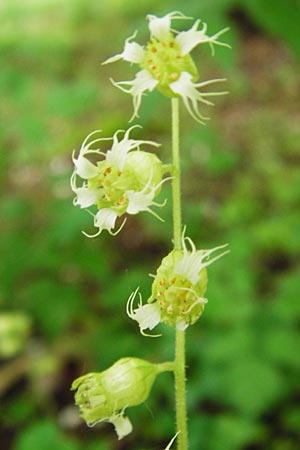 Tellima grandiflora \ Falsche Alraunwurzel, Fransenbecher / Fringe Cups, D Darmstadt 11.5.2014