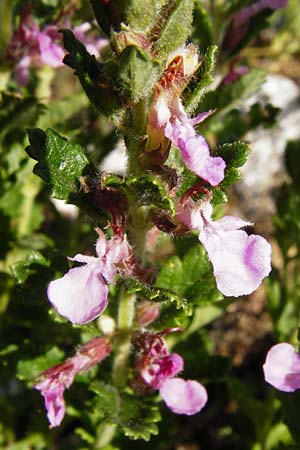 Teucrium chamaedrys \ Edel-Gamander, D Weltenburg 14.6.2014