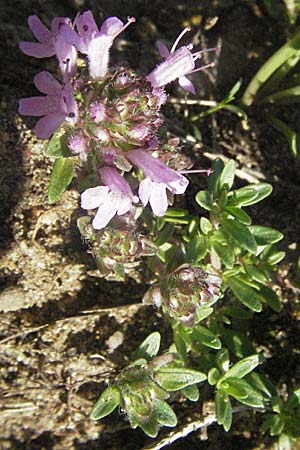 Thymus serpyllum \ Sand-Thymian / Breckland Thyme, D Mannheim 3.7.2006