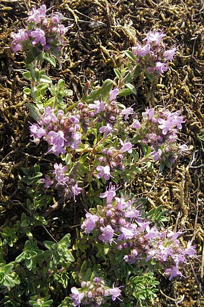 Thymus serpyllum \ Sand-Thymian, D Mannheim 20.7.2006