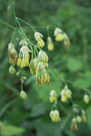 Thalictrum minus \ Kleine Wiesenraute / Lesser Meadow-Rue, D Karlstadt 16.6.2007