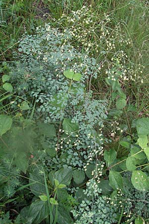 Thalictrum minus \ Kleine Wiesenraute / Lesser Meadow-Rue, D Karlstadt 16.6.2007