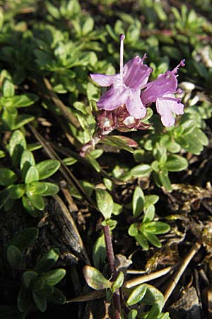 Thymus serpyllum \ Sand-Thymian, D Sandhausen 31.7.2007