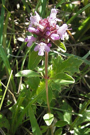 Thymus pulegioides / Large Thyme, D Mosbach 7.7.2007